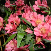 Mothersdayflowers2012_card