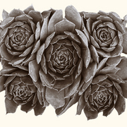 Succulent_card