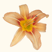 Orangelilly_card
