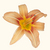 Orangelilly_tiny_square