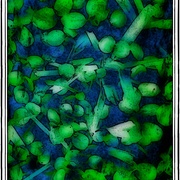 Clover_dl_snapseed_card