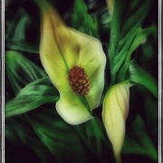 Wlily_card
