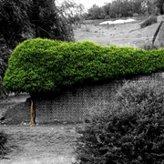 Treedo_card