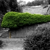 Treedo_thumb