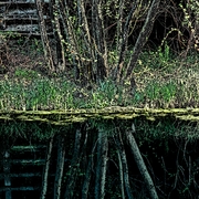 Mirror_card