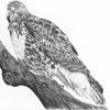 Hawk_thumb