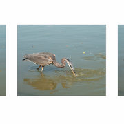 Birdgetfishtrypt_copy_card