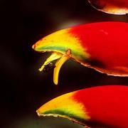 Flor_e_luz_card