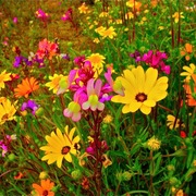 1114spring_flowers_along_california_hwy