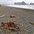 1114bonfire_on_rialto_beach__olympic_national_park__wa_tiny_square