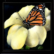 Flutter_card