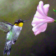 Humhum_card