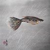 Peacock_fish_thumb