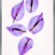 1leaf_card