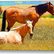 San_simeon_horses-f_card