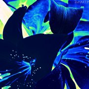013_card
