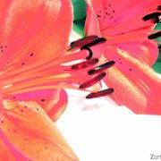 010_card