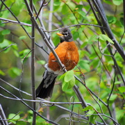 Robin_mom_card