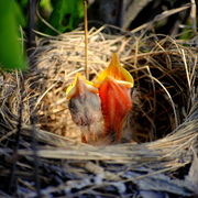 Baby_robins_card