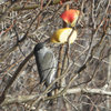 Marshtit_thumb