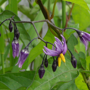 Bittersweet_nightshade_card