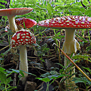 Flyagaric_card