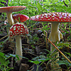 Flyagaric_thumb