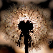 Dandilion_in_seed_a_card