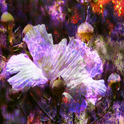 Wildflowerssmall_card