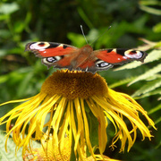 Flowerandbutterfly_card