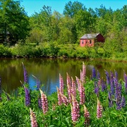 Lupine_by_otter_creek__acadia_natonal_park__me_card