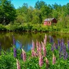 Lupine_by_otter_creek__acadia_natonal_park__me_thumb
