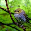 Least_flycatcher__treat_farm_trail__sleeping_bear_dunes_nls__mi_thumb
