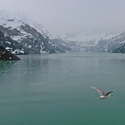 Gull_over_glacier_bay_np-ak_card