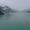 Gull_over_glacier_bay_np-ak_thumb