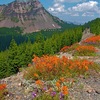 Giant_paintbrush_and_cliff_penstemon_along_east_rim_road__crater_lake_national_park__or_thumb