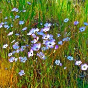 Davy_gilia__park_sierra__coarsegold__ca_card