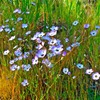 Davy_gilia__park_sierra__coarsegold__ca_thumb