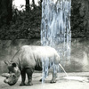 Rhino_with_acyrlic_b_w_thumb