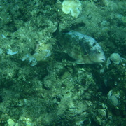 P6090311_card