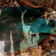 Kingfisher_and_i_card