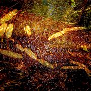 Banksia_waters_2_card
