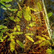 Banksia_waters_card