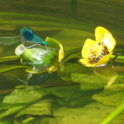 Waterliliesdamselfly_card
