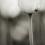 02-tulips-dreams_card
