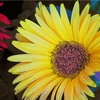 Full_bloom_thumb