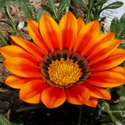 Flowers_056_card