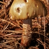 5_thumb