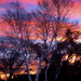 October_dawn_4_square