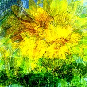 Summer_wind_gust_card